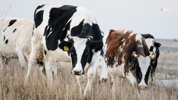 Продуктивность молочного стада ежегодно увеличивают на Ставрополье