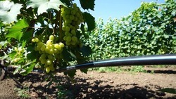 Винодельня в селе Прикумском выпускает в год 50 тыс. бутылок вина