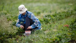 На Ставрополье развивают новые направления агропромышленного комплекса