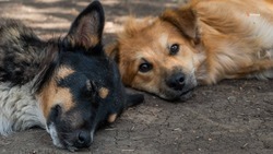В Ставрополе обсудят вопрос надзора за бездомными животными