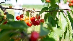 Минэк Ставрополья проконтролирует реализацию инвестпроекта по созданию мультиягодного кластера