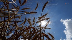 Минсельхоз Ставрополья разработает меры по снижению госпошлины на вывоз зерна