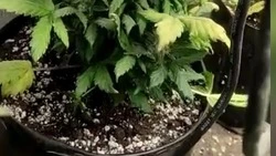 Почти 20 кустов марихуаны выращивал дома житель Ставрополья