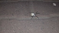 Доцент кафедры биологии: на Ставрополье есть только один вид опасных для человека пауков 