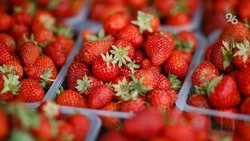 Новые ягодные теплицы и фруктовые сады планируют создать на Ставрополье