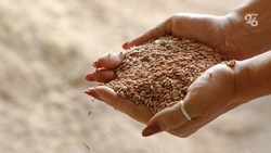 Субсидию на закупку семян аграрии Ставрополья получат заблаговременно