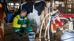 Производство молока на Ставрополье увеличилось на 4,7% 