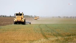 Аграрии Ставрополья приступили к севу озимого рапса