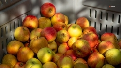 Более 70 тыс. тонн яблок собрали на Ставрополье 