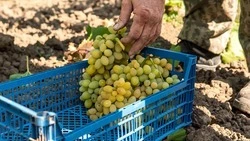 Виноградари Ставрополья получили более 150 млн рублей на развитие