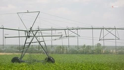 В девяти округах Ставрополья провели обработку 74,6 тыс. га полей от саранчи