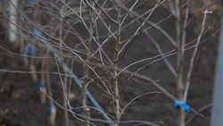 Невинномысские школьники проводят уходные работы в яблоневом саду