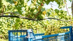 На Ставрополье растут площади виноградников
