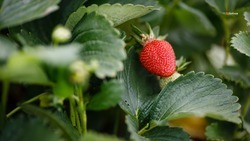 На Ставрополье ягодные культуры выращивают на площади более 130 га