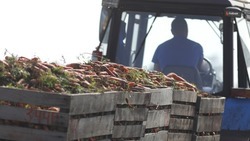 Минсельхоз Ставрополья: Ожидаем достойный урожай овощных культур