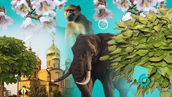 Дерево со слоновьими ушами: как реликтовая катальпа преображает Невинномысск