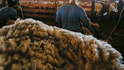 Ставропольские производители шерсти получили более 92 миллионов рублей господдержки
