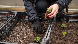 Господдержку малого агробизнеса увеличат на Ставрополье на 30%