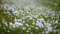 Ставрополье наращивает экспорт альтернативных товаров АПК