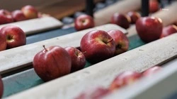  Самое крупное краевое плодохранилище в Невинномысске готово на 90%