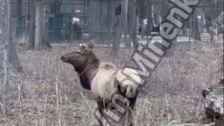 В парк Невинномысска вернулись олени