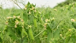 На Ставрополье собрали рекордный урожай гороха