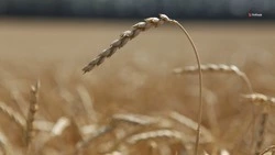 Спрос на ставропольскую пшеницу вырос в 2,6 раза