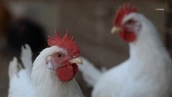 Птицеперерабатывающий завод построят на Ставрополье в ближайшие пять лет