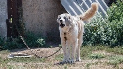 Ставропольцам разъяснили новый порядок чипирования домашних животных 