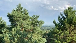 Новое оборудование закупят для ставропольского лесхоза