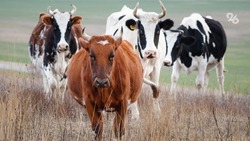 Ставропольским аграриям выдали 155 млн рублей на развитие производства молочной продукции