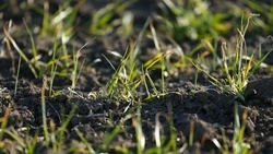 Мониторинг запасов влаги в почве проводят на Ставрополье