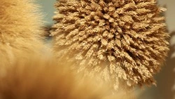 Ставрополье в два раза нарастило экспорт зерна