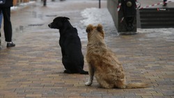 Проблему с агрессивными бездомными животными урегулируют на Ставрополье на законодательном уровне 