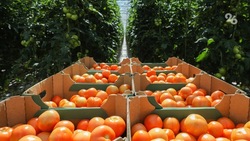 Ставрополье стало лидером по производству тепличных томатов