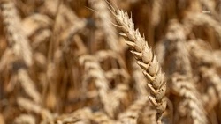 Губернатор Ставрополья поздравил аграриев региона с профессиональным праздником