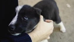 На Ставрополье может появиться госреестр домашних животных