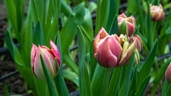 Флорист со Ставрополья рассказала как выбрать свежий букет цветов на 8 Марта