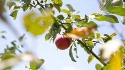Площадь фруктовых садов увеличивают в Ставропольском крае
