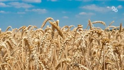 Господдержка помогла нарастить экспорт зерновых со Ставрополья в 1,6 раза