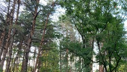На Ставрополье завершили уходные работы в лесополосах
