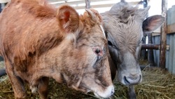 Более чем на 3 тыс. голов увеличились стада молочных коров на Ставрополье