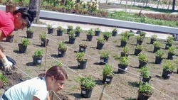 Более 1,5 тыс. растений высадили в новом сквере Невинномысска
