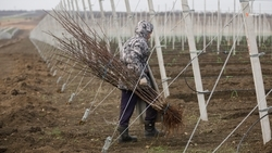 Площади садов нарастят на 250 га на Ставрополье