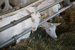 Производство сухого козьего молока для гипоаллергенного детского питания создадут на Ставрополье