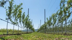 Садоводам Невинномысска направили субсидии на развитие мелиорации 