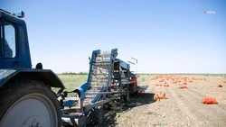 Аграрная отрасль Ставрополья получит 5,9 млрд рублей господдержки в 2025 году 