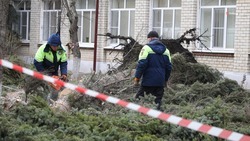 С 22 августа в результате непогоды в Ставрополе упали более 60 деревьев 