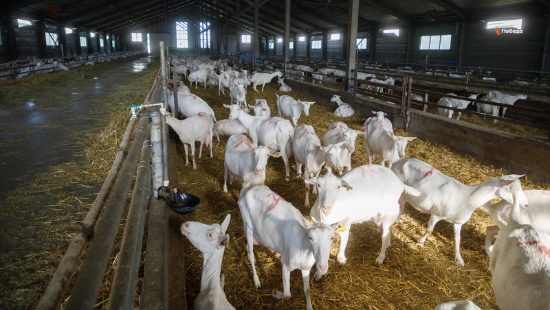 Ставропольская козья ферма будет выпускать сухое молоко для детского питания