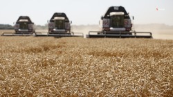 Аграрии Ставрополья смогут компенсировать до 50 процентов затрат на производство зерновых 
